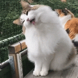 猫咪吃葡萄肾衰竭_猫咪频繁洗澡危害_如何让猫咪不害怕洗澡