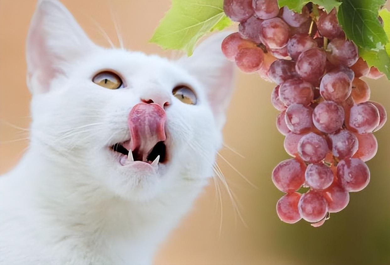 如何让猫咪不害怕洗澡_猫咪吃葡萄肾衰竭_猫咪频繁洗澡危害