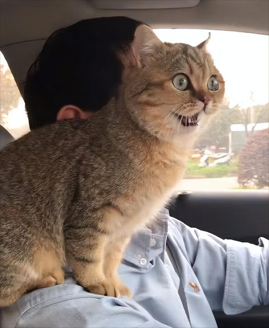 猫咪频繁洗澡危害_如何让猫咪不害怕洗澡_猫咪吃葡萄肾衰竭