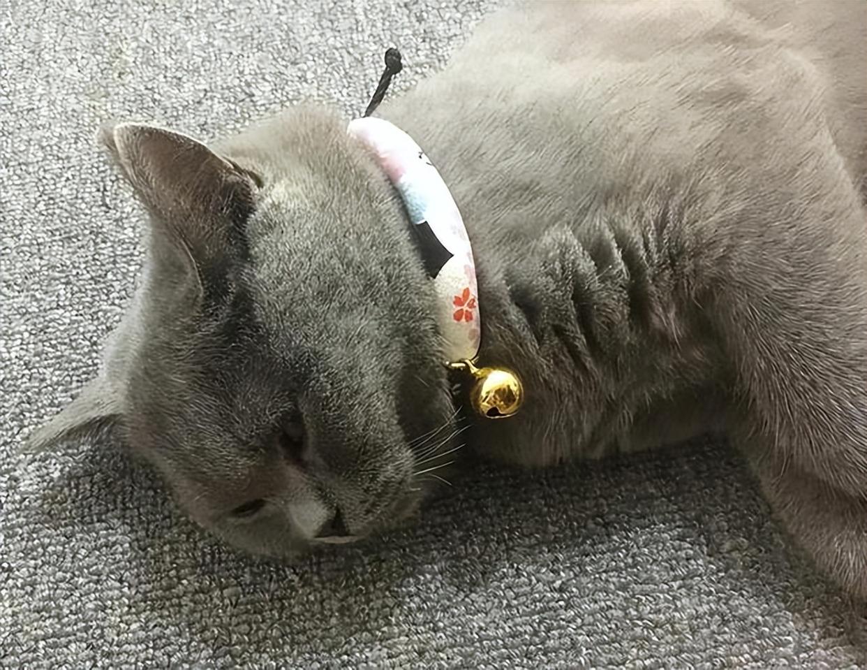 如何让猫咪不害怕洗澡_猫咪吃葡萄肾衰竭_猫咪频繁洗澡危害