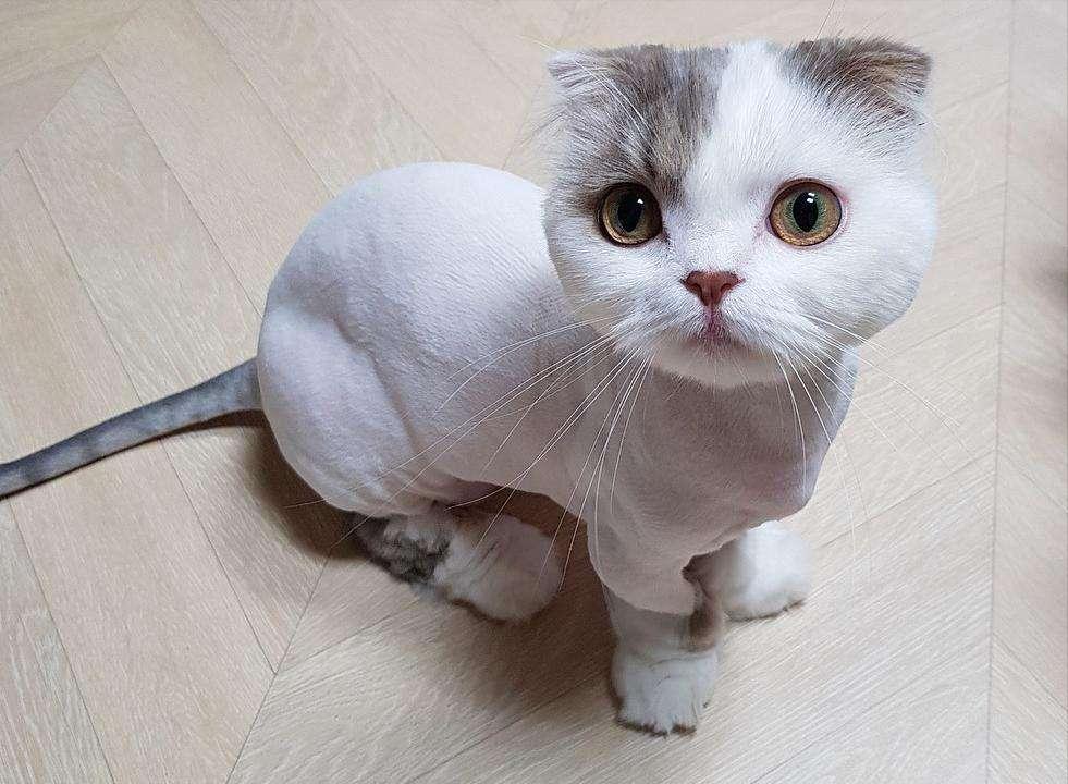 如何让猫咪不害怕洗澡_猫咪吃葡萄肾衰竭_猫咪频繁洗澡危害