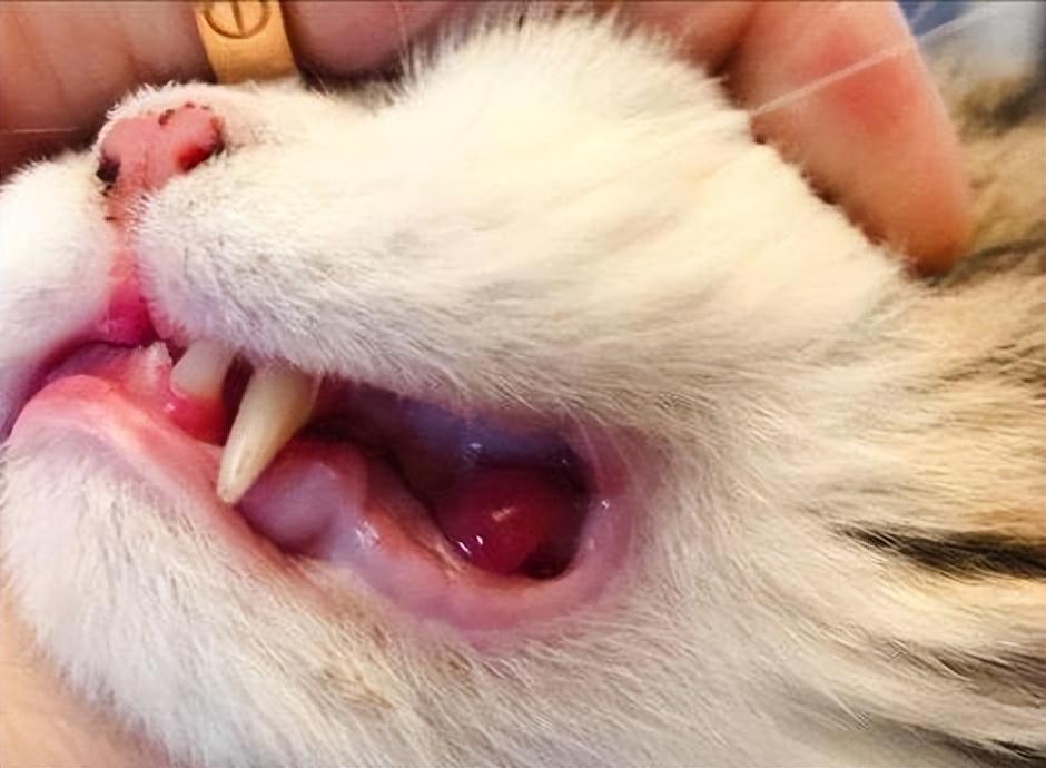 如何让猫咪不害怕洗澡_猫咪吃葡萄肾衰竭_猫咪频繁洗澡危害
