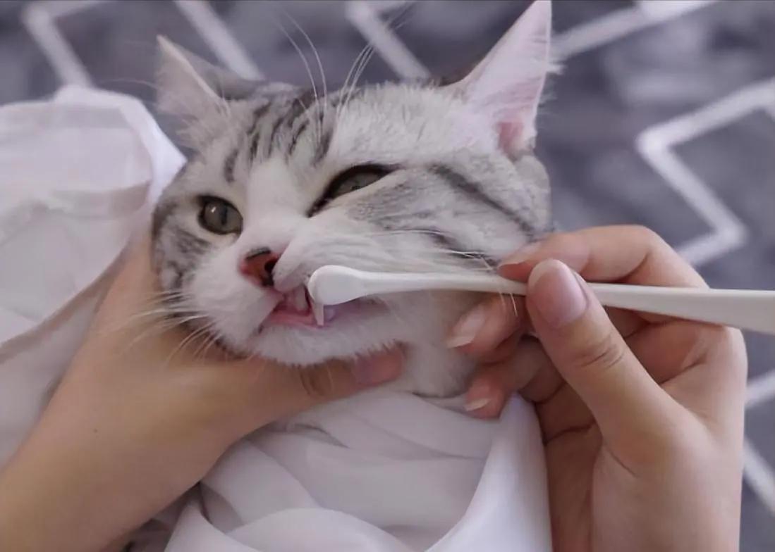 猫咪吃葡萄肾衰竭_猫咪频繁洗澡危害_如何让猫咪不害怕洗澡