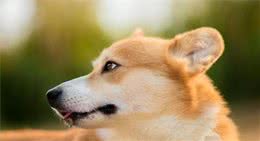 8种狗狗常见的眼部问题-派特超人-宠物