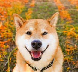 狗狗眼睛，要是出现这6种情况，说明它生病了！