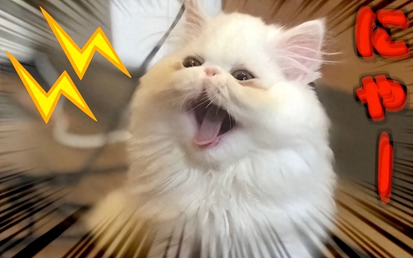 猫咪最害怕这5样事物,作为铲屎官的你知道吗?-派特超人-宠物