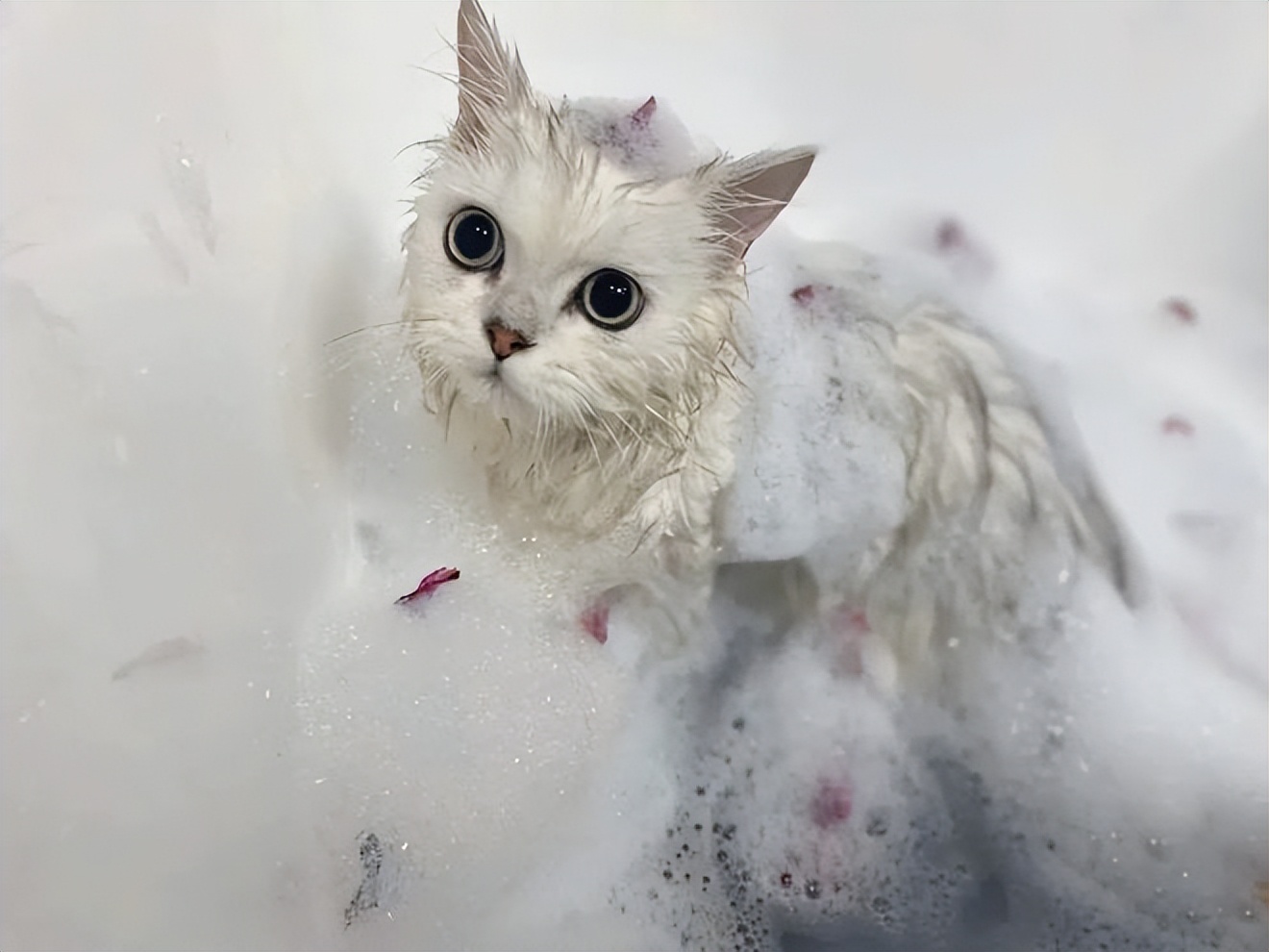 猫咪害怕水_如何让猫咪不害怕洗澡_猫咪害怕噪音