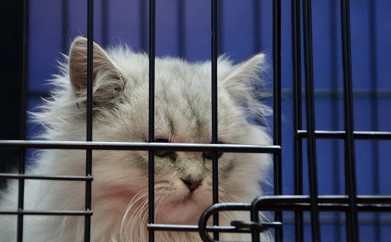 猫咪害怕噪音_猫咪害怕水_如何让猫咪不害怕洗澡
