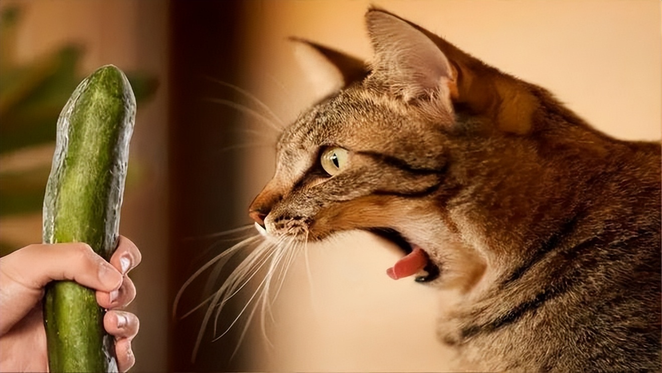 如何让猫咪不害怕洗澡_猫咪害怕噪音_猫咪害怕水