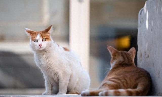 怕猫应激?洗澡前的准备要做好-派特超人-宠物