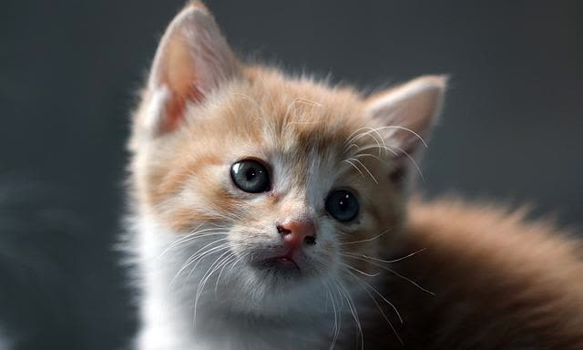 猫咪洗澡准备工作_猫咪洗澡避免应激反应_猫咪洗澡时的水温测试方法