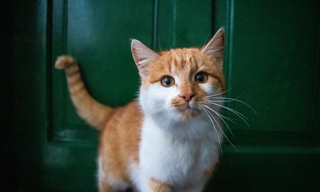 猫咪洗澡时的水温测试方法_猫咪洗澡准备工作_猫咪洗澡避免应激反应