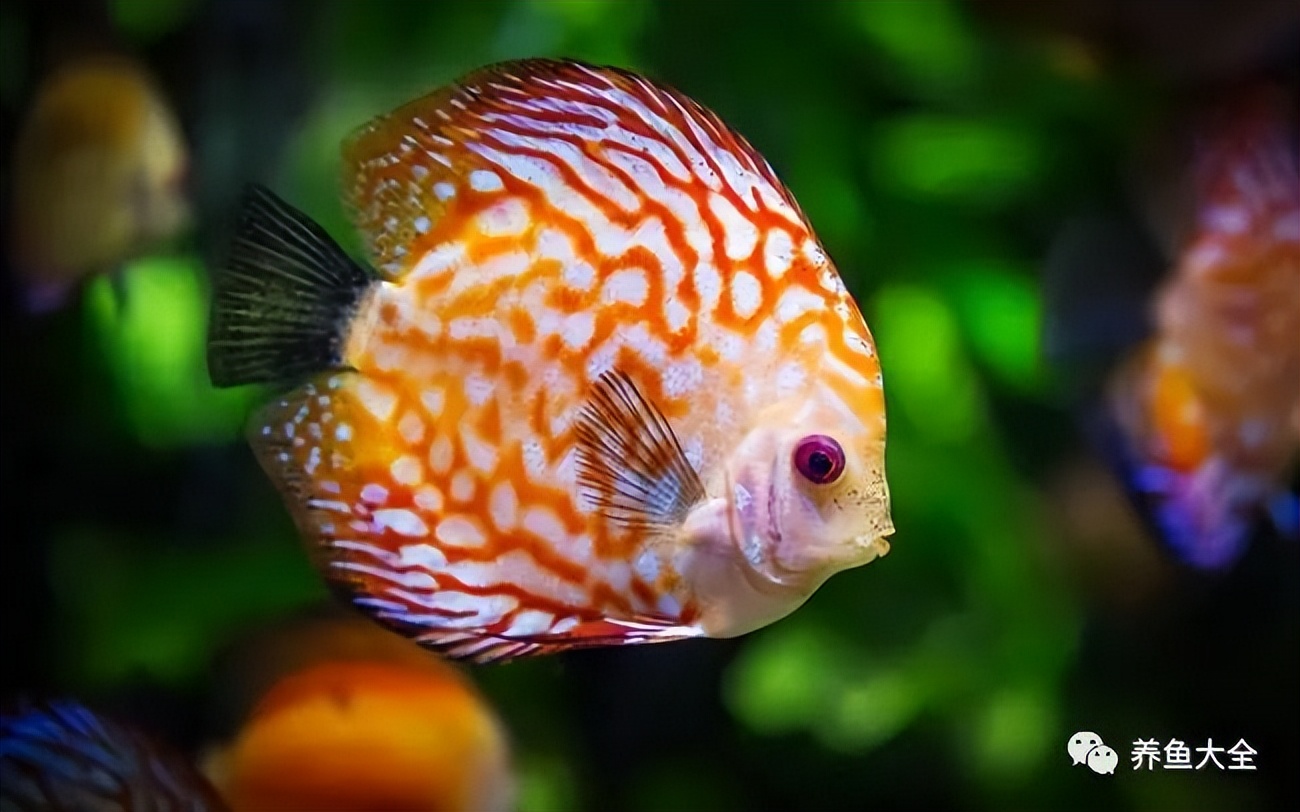 养鱼的20问,肯定有你遇到的!-派特超人-宠物