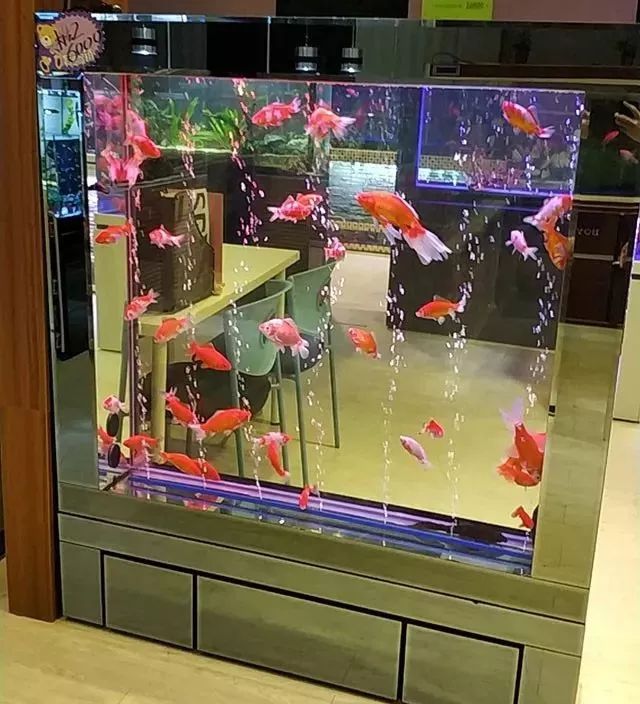 鱼缸加热棒省电方法_鱼缸绿藻泛滥引起的鱼病_鱼适应新环境喂食时间