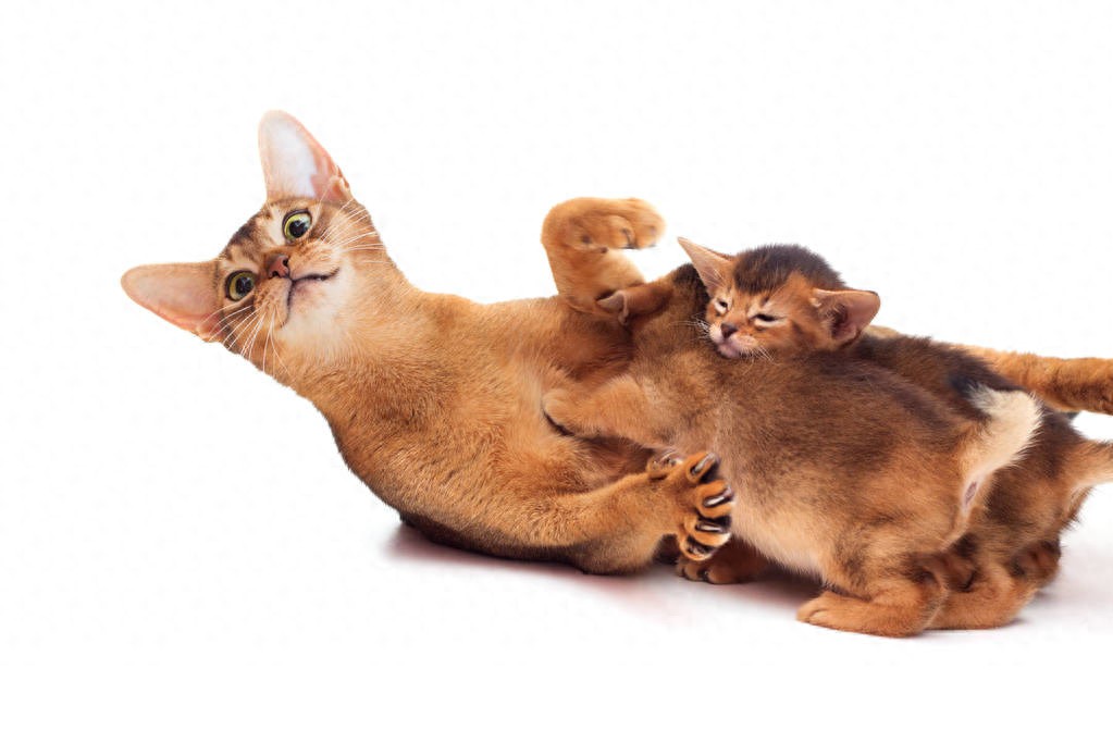 猫咪母性行为_母猫分娩过程_猫咪产后护理要点：母猫和小猫健康指南