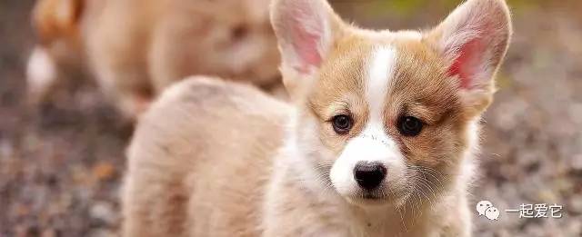 宠知识 | 狗狗常见的6种眼部疾病大盘点-派特超人-宠物