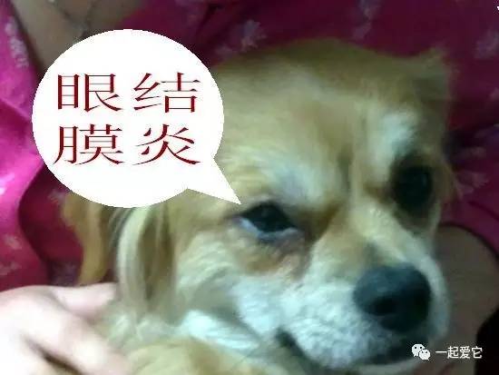 狗狗频繁眯眼？角膜损伤和干眼症_狗狗眼部疾病治疗方法_狗狗结膜炎症状及治疗