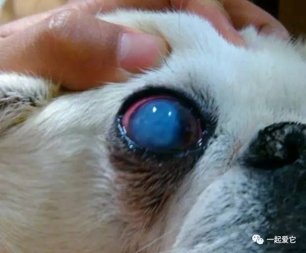 狗狗频繁眯眼？角膜损伤和干眼症_狗狗眼部疾病治疗方法_狗狗结膜炎症状及治疗
