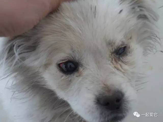 狗狗眼部疾病治疗方法_狗狗频繁眯眼？角膜损伤和干眼症_狗狗结膜炎症状及治疗