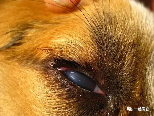 狗狗频繁眯眼？角膜损伤和干眼症_狗狗眼部疾病治疗方法_狗狗结膜炎症状及治疗