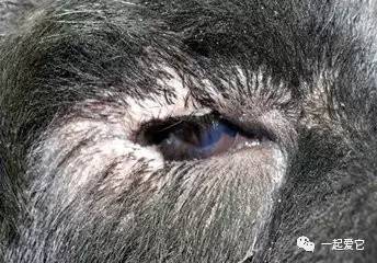 狗狗结膜炎症状及治疗_狗狗频繁眯眼？角膜损伤和干眼症_狗狗眼部疾病治疗方法
