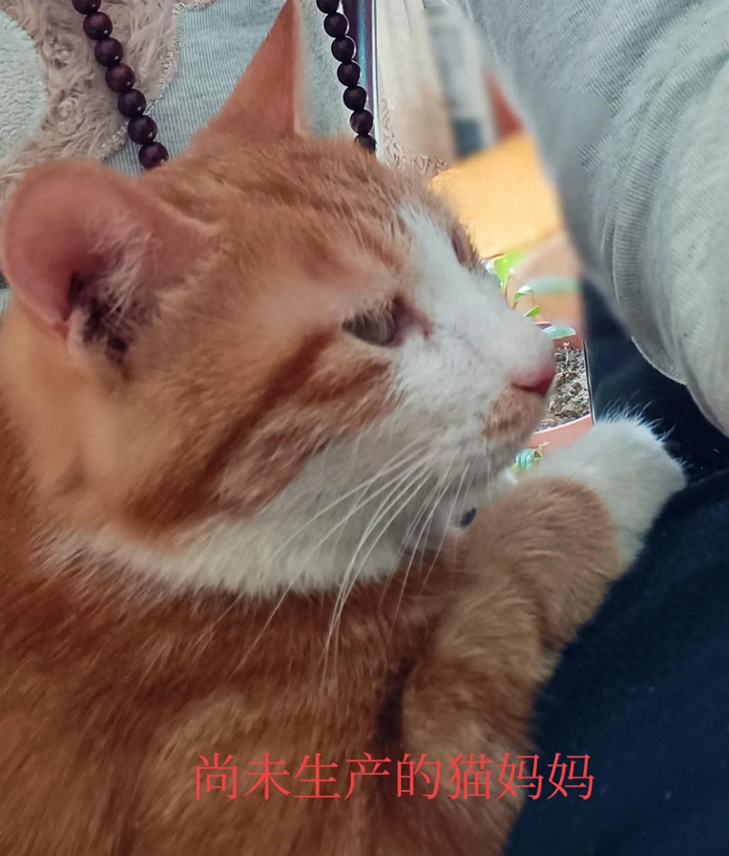橘猫生产过程_猫咪产后护理要点：母猫和小猫健康指南_小猫咪出生记录