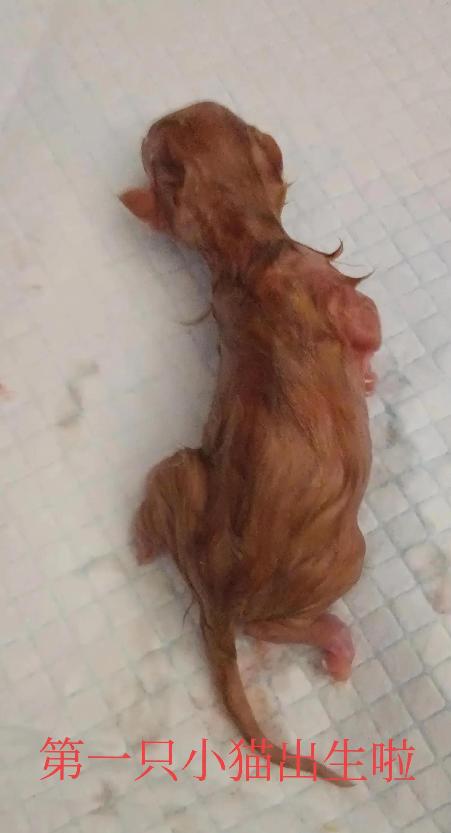 小猫咪出生记录_橘猫生产过程_猫咪产后护理要点：母猫和小猫健康指南