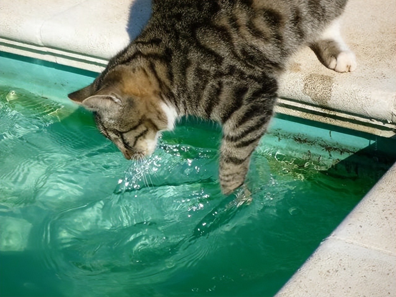 猫咪祖先沙漠生活_猫咪对水恐惧原因_如何让猫咪不害怕洗澡