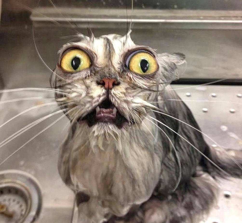 猫咪对水恐惧原因_猫咪祖先沙漠生活_如何让猫咪不害怕洗澡