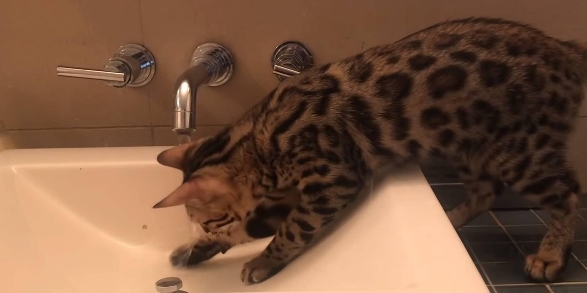 猫咪祖先沙漠生活_猫咪对水恐惧原因_如何让猫咪不害怕洗澡
