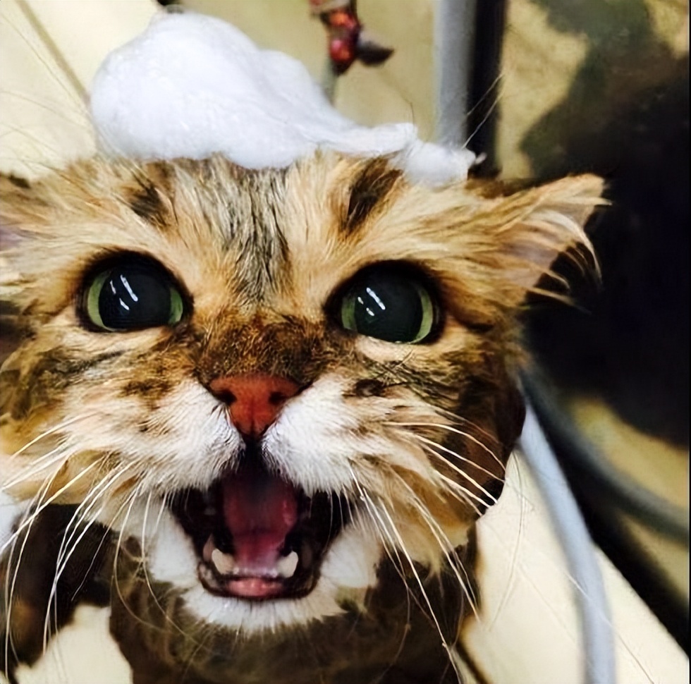 如何让猫咪不害怕洗澡_猫咪祖先沙漠生活_猫咪对水恐惧原因