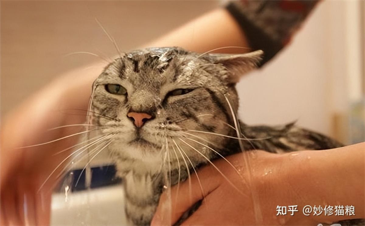 如何让猫咪不害怕洗澡_猫咪对水恐惧原因_猫咪祖先沙漠生活
