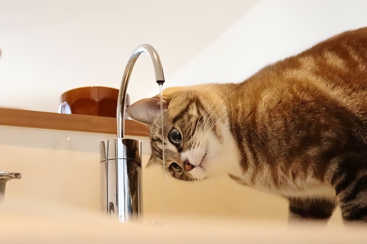 猫咪对水恐惧原因_如何让猫咪不害怕洗澡_猫咪祖先沙漠生活
