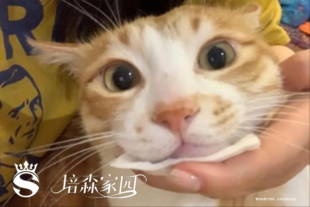 猫咪黑下巴的成因和治疗方法_猫咪黑下巴治疗方法_猫咪黑下巴成因