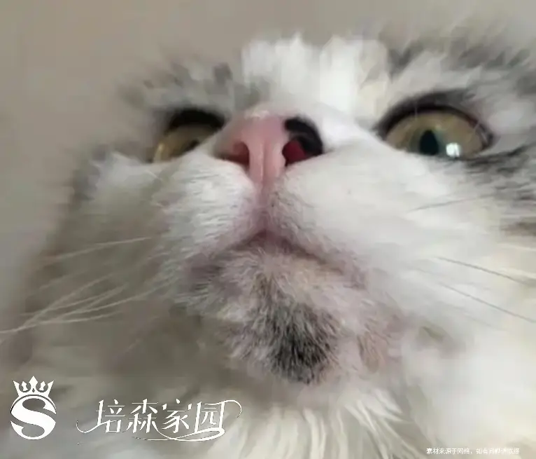 猫咪黑下巴的成因和治疗方法_猫咪黑下巴治疗方法_猫咪黑下巴成因