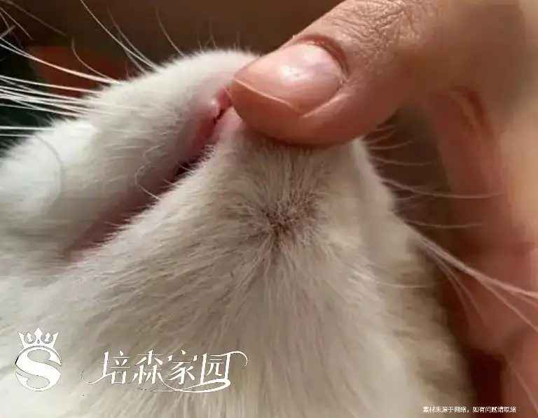 猫咪黑下巴治疗方法_猫咪黑下巴成因_猫咪黑下巴的成因和治疗方法