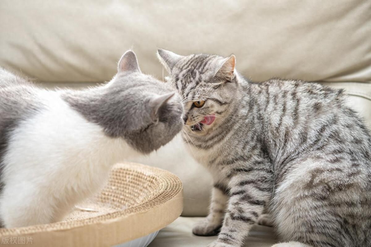 猫咪产后护理要点：母猫和小猫健康指南_猫产后_小猫产后怎么护理