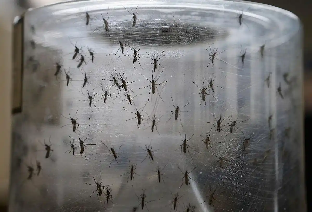 水族箱生态平衡的秘密_水蚤爆缸原因分析_水蚤生态平衡与鱼缸维护