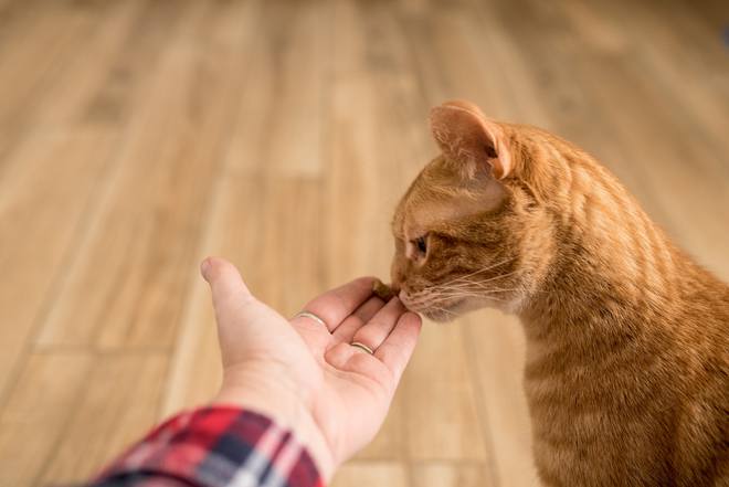 猫咪喜欢奴才技巧_猫咪相处绝招_如何让猫咪爱上猫隧道