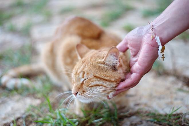 猫咪喜欢奴才技巧_猫咪相处绝招_如何让猫咪爱上猫隧道