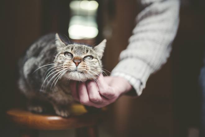 猫咪相处绝招_猫咪喜欢奴才技巧_如何让猫咪爱上猫隧道
