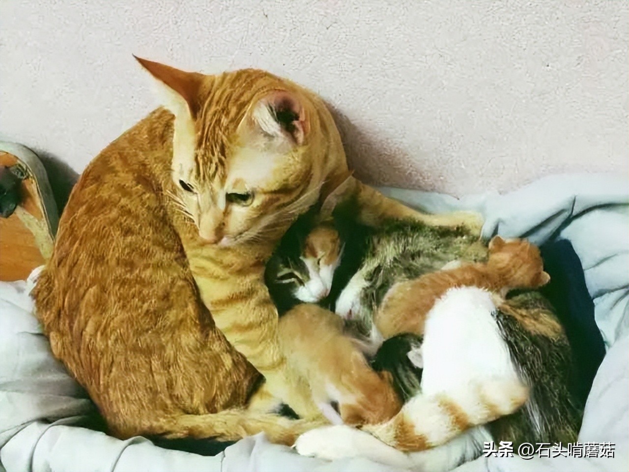 刚生完宝宝的母猫,为什么老是挪窝的原因-派特超人-宠物