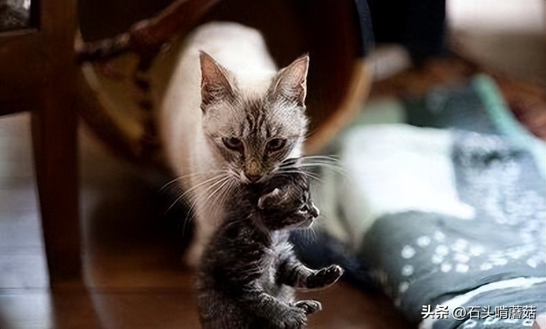 母猫叼小猫换窝_猫咪产后护理要点：母猫和小猫健康指南_猫咪换窝原因