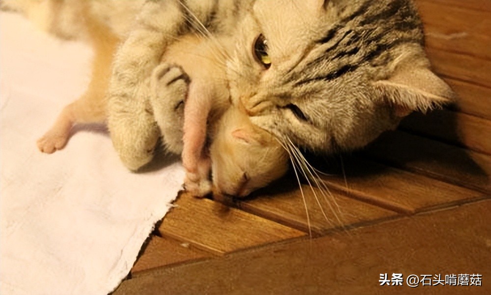 猫咪产后护理要点：母猫和小猫健康指南_猫咪换窝原因_母猫叼小猫换窝
