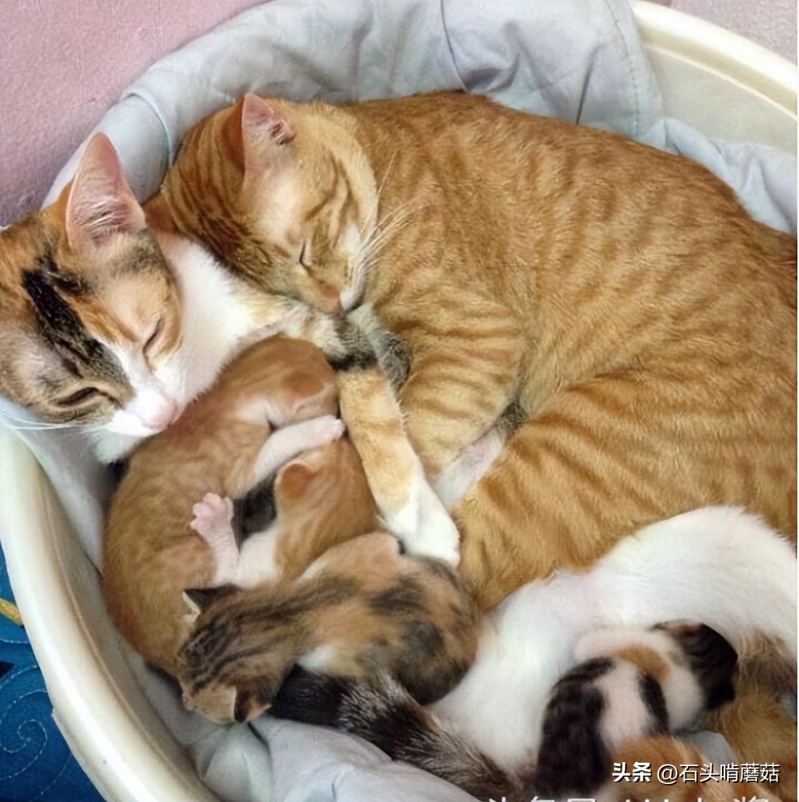 母猫叼小猫换窝_猫咪产后护理要点：母猫和小猫健康指南_猫咪换窝原因