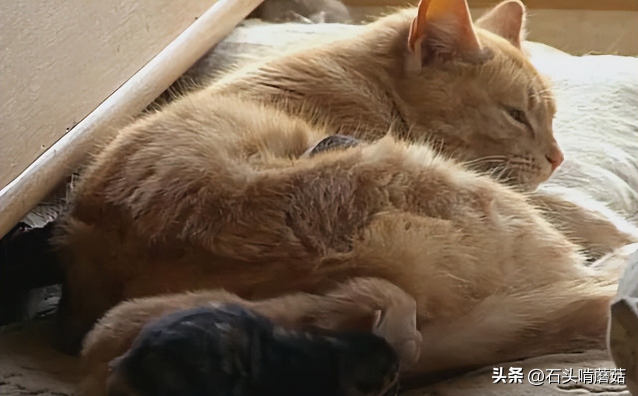 母猫叼小猫换窝_猫咪换窝原因_猫咪产后护理要点：母猫和小猫健康指南