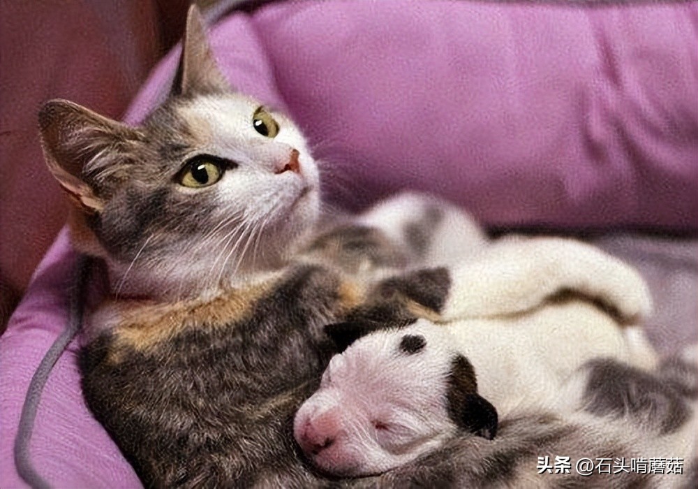 母猫叼小猫换窝_猫咪换窝原因_猫咪产后护理要点：母猫和小猫健康指南