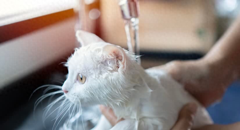 猫咪洗澡频率_猫咪洗澡时的水温测试方法_猫咪洗澡注意事项