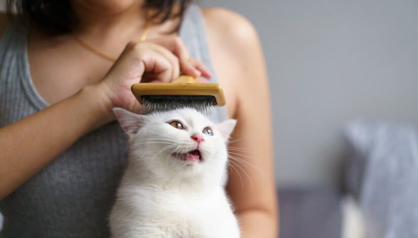 猫咪洗澡时的水温测试方法_猫咪洗澡频率_猫咪洗澡注意事项