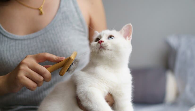 猫咪洗澡频率_猫咪洗澡注意事项_猫咪洗澡时的水温测试方法